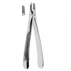 Upper Incisors and Canines